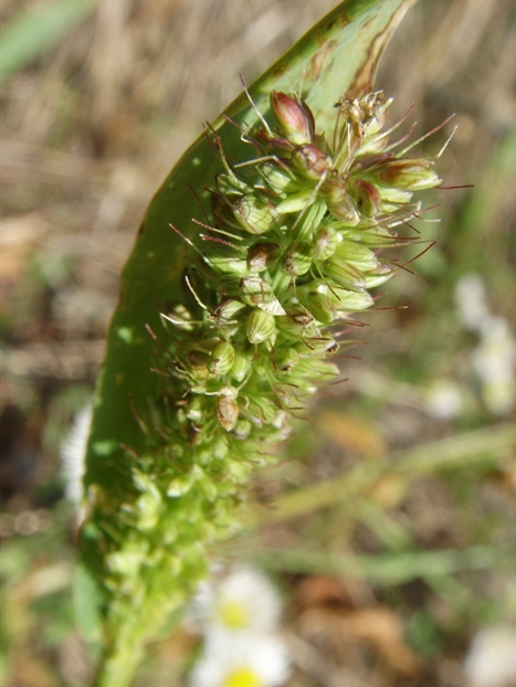 Monocotiledone - Setaria cfr. pumila